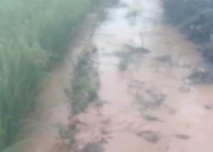 Banjir di BNS Sisakan Kerusakan Tanaman Padi