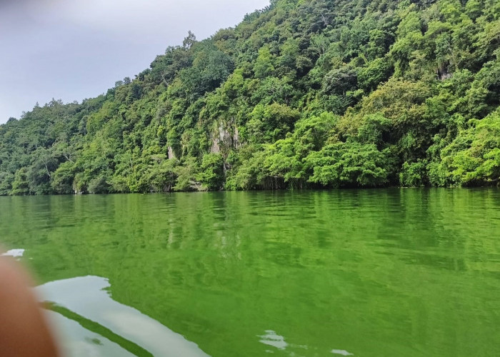 Kondisi Danau Ranau Keruh, Petani KJA Was-was 