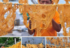 Manfaat Mengkonsumsi Telur Ikan Terbang untuk Kesehatan