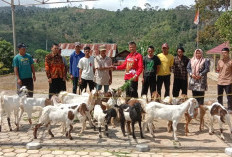 Program Ketahanan Pangan, Salurkan Bantuan 20 Ekor Kambing 