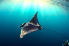  Menikmati Atraksi Menawan Pari Manta di Nusa Penida