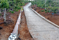Petani Kopi Tebaliokh Nikmati Jalan Usaha Tani Semakin Baik