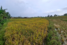 85% Sawah Waytenong Panen,  Petani Sambut Musim Rendeng