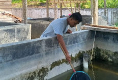 PRODUKSI BENIH IKAN DINILAI BAIK - UPTD BBI Tunggu Perbup Untuk Pasarkan Benih Ikan