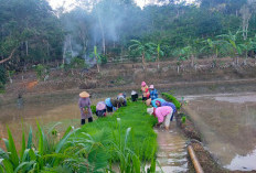 Tingkatkan Produksi,  Lurah Enna Ajak Petani  Terapkan Pola Bertani Cerdas 