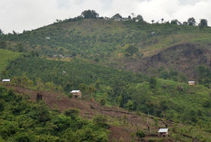 Studi: Deforestasi di Asia Tenggara Picu Ribuan Kematian Akibat Panas, Indonesia Terdampak Terparah