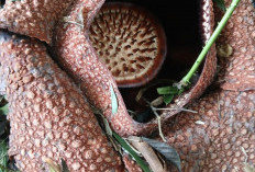 Bunga Rafflesia Arnoldi  Ditemukan di Pancurmas, 4 Individu Tumbuh dan Mekar Sempurna 