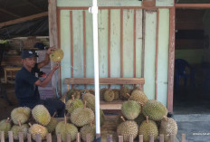 Harga Durian di Suoh-BNS Mahal, Teror Harimau Jadi Penyebab!