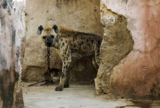Hyena Langka Muncul Lagi di Mesir Setelah Ribuan Tahun, Begini Penjelasan Pakar  