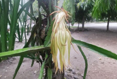 Cara Penyerbukan Manual Bunga Buah Naga agar Buah Lebih Optimal  