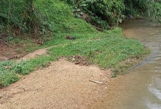 Aliran Sungai Rentan Meluap Saat Banjir, Warga Rajabasa Minta Pemkab Segera Tangani Pendangkalan Sungai