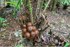 Buah 'Bersisik' Kepunyaan Indonesia ini Ramai Diserbu Asing