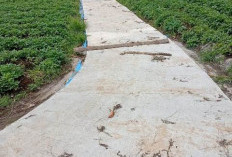 JUT Hadir, Distribusi Hasil  Kebun Tak Lagi Terkendala