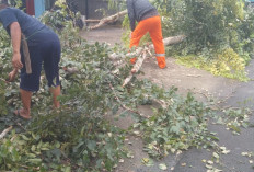 DLH Lampung Barat Evakuasi Pohon Tumbang Akibat Cuaca Ekstrem