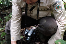 Tiga Jenis Rhizanthes Ditemukan di TNBBS Liwa,  Si Mungil Menawan yang Penuh Keunikan 