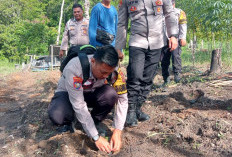 Serapan Pupuk Subsidi di Pesisir Barat Capai 54,53 persen