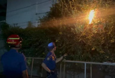 Evakuasi Non Kebakaran Awal Tahun 2026,  Sarang Tawon Paling Banyak Dilaporkan