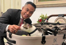 Segini Harga Stroller Kucing Prabowo yang Diberi Nama Bobby Kertanegara