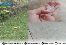 Terjadi Fenonema Hujan Es, Pohon Tumbang, Atap Rumah Rusak