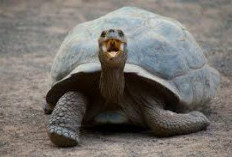 Kura-Kura Raksasa Galapagos Beranak di Usia 100 Tahun: Kisah Harapan dari Penjuru Dunia