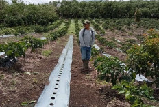 Tingkatkan Produktivitas Kopi, Ajak Petani Terapkan   Sistem Tanam Pagar 