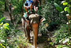 10 Fakta Menarik Provinsi Lampung yang Harus Kamu Ketahui 