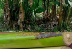 Mengolah Batang Pisang (Gedebog Pisang) Menjadi Pakan Ternak