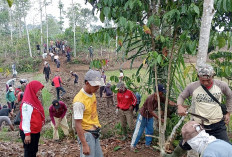 Camat Erna Ikut Bersama Warga Muarajaya l Buka Badan Jalan 