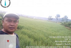 Jelang Masa Panen, Petani Padi di Kebuntebu Diimbau  Waspadai Serangan Hama Tikus 