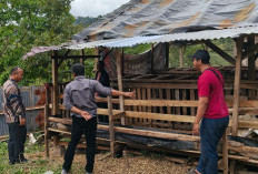 55 Kambing Jadi Aset Baru  untuk Perkuat Ketahanan Pangan