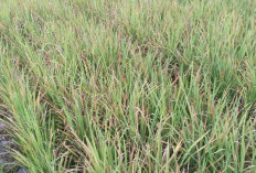 Serangan Hama Padi Menurun, DKPP Terus Dampingi Petani