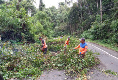BPBD Pesbar Rutin Bersihkan Ruas Jalinbar di Kawasan Hutan