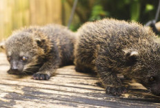 Dua Bayi Binturong Lahir di Kebun Binatang Bandung, Menambah Koleksi Satwa Endemik Indonesia