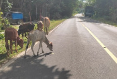 Masih Banyak Hewan Ternak Diliarkan di Pesisir Utara