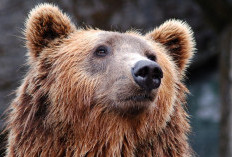 Pemangsa 2 Ekor Kambing di Suoh, Beruang Masih Tertuduh