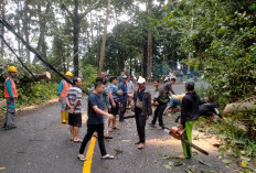 Pohon Tumbang Sempat Tutup Ruas Jalan Liwa-Krui