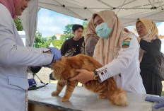 Tahun ini, 250 Ekor HPR di Vaksin Rabies