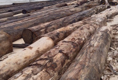 Ratusan Kayu Gelondongan  Masih Berserakan di Pantai