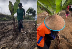 Protes Jalan Rusak, Warga Sedampah Tanam Pohon Pisang sebagai 'Simbol' Kekecewaan