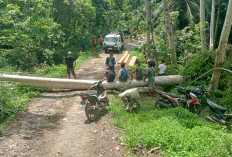 Dua Petugas PLN Alami Kecelakaan Saat Pemeliharaan Jaringan Listrik