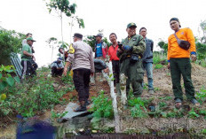 Jejak Diduga Harimau Ditemukan di Kota Besi