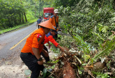 Pohon Tumbang Sempat Ganggu  Lalu Lintas di Jalur Liwa-Krui 