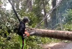 Hujan Deras dan Angin Kencang, Pesisir Barat Aman dari Bencana