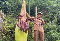 Bunga Bangkai Mekar  Sempurna di Hantatai