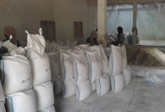 Harga Getah Damar di Pesbar Mulai Naik, Capai Rp25 Ribu per Kilogram