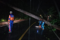 BPBD Pesisir Barat Pastikan Seluruh Petugas Penanggulangan Bencana Siaga