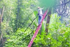 Kesetrum Listrik Jaringan Menengah, Petugas PLN Krui Meregang Nyawa