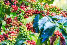 Menjelajahi Kekayaan Rasa: 10 Jenis Kopi Lampung yang Wajib Dicoba