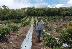 Sistem Tanam Pagar Diyakini Mampu Tingkatkan Produksi Kopi   