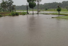 Hujan Deras Sebabkan Sejumlah Sawah Terendam Banjir